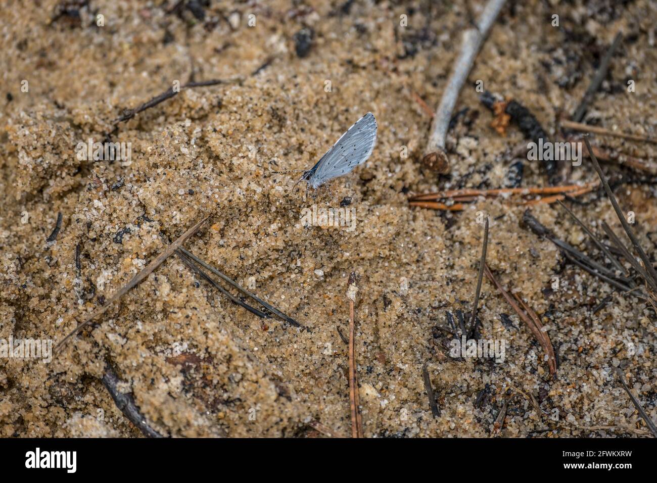Small blue butterfly crawling on the sand at the beach the smallest of butterflies light blue underneath and dark blue on top with spots Stock Photo