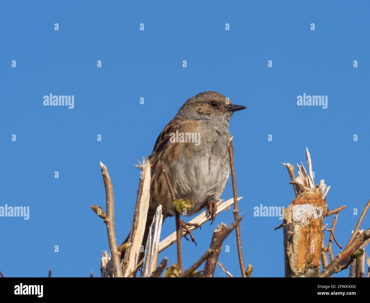 A Dunnock (Prunella modularis) also known as Hedge Accentor, Hedge Sparrow, or Hedge Warbler, sitting on top of a recently cut hedge. Stock Photo