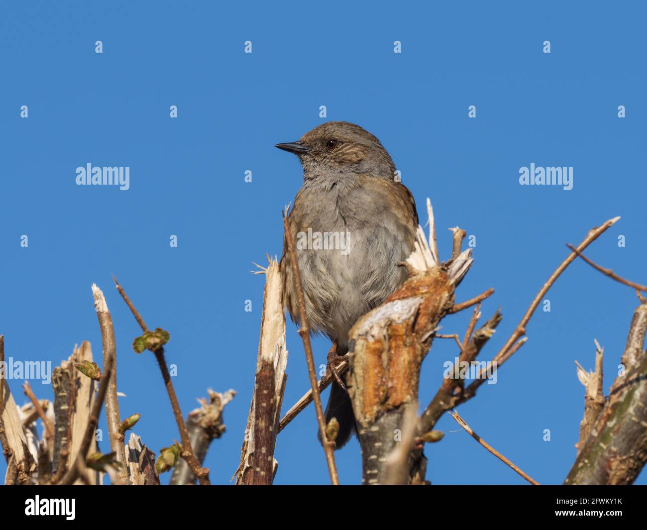 A Dunnock (Prunella modularis) also known as Hedge Accentor, Hedge Sparrow, or Hedge Warbler, sitting on top of a recently cut hedge. Stock Photo