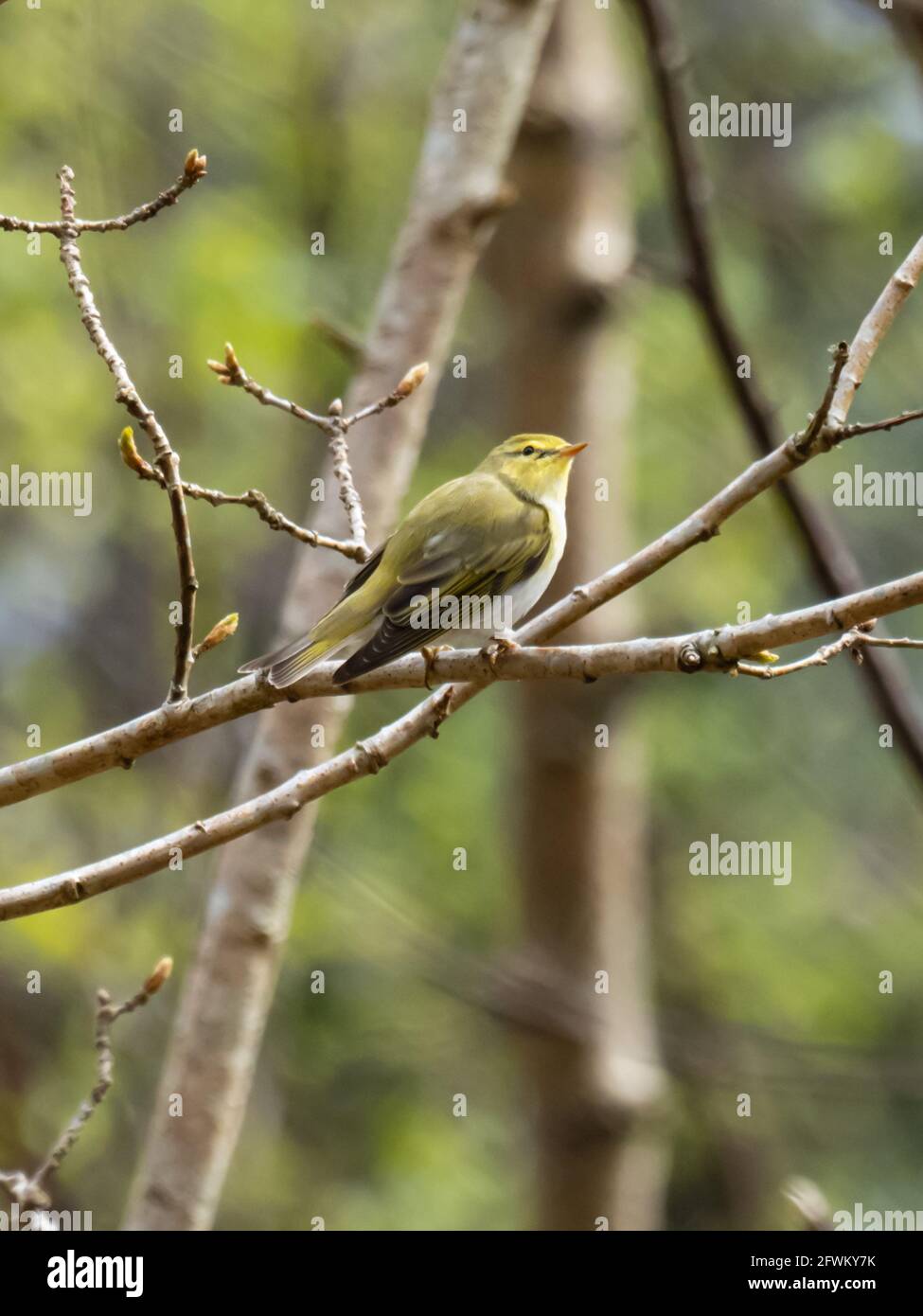 A Wood Warbler (Phylloscopus sibilatrix) perched in a tree. Stock Photo