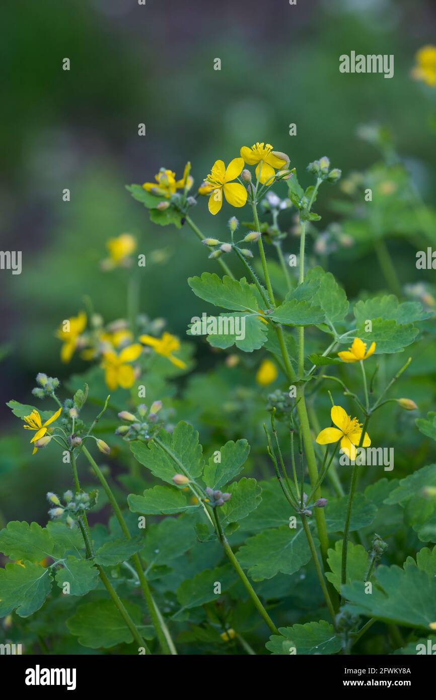 Schöllkraut, Schöll-Kraut, Großes Schöllkraut, Chelidonium majus, Greater Celandine, La Grande Chélidoine, la Grande Éclaire Stock Photo