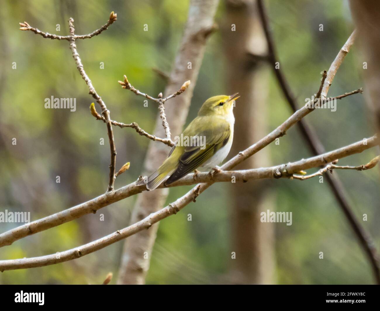 A Wood Warbler (Phylloscopus sibilatrix) perched in a tree. Stock Photo