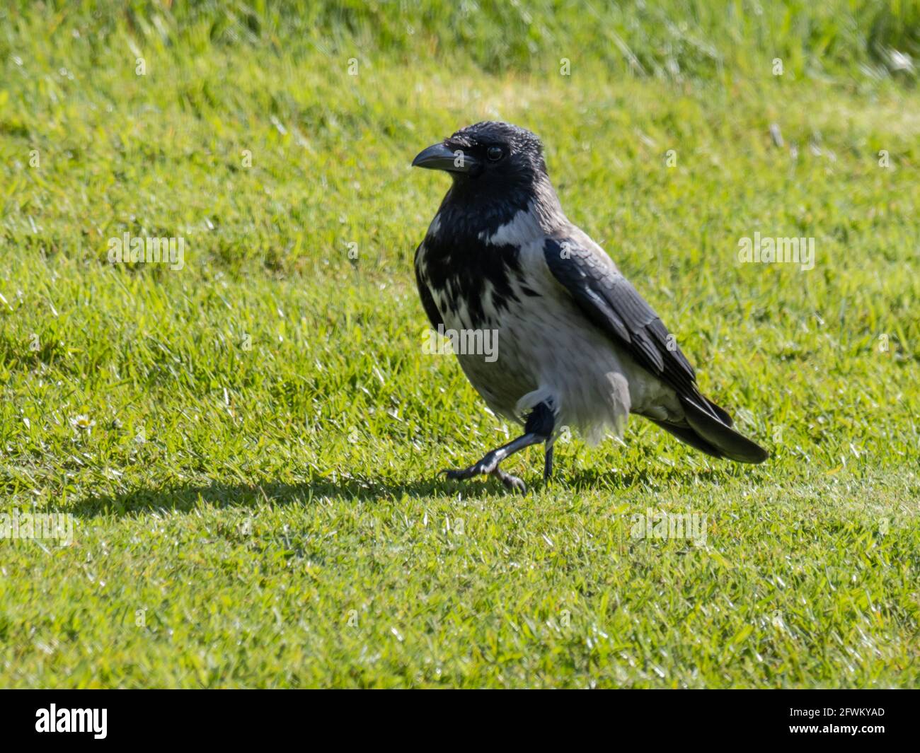 A Hooded Crow (Corvus cornix) also called hoodie, looking for food on a field. Stock Photo