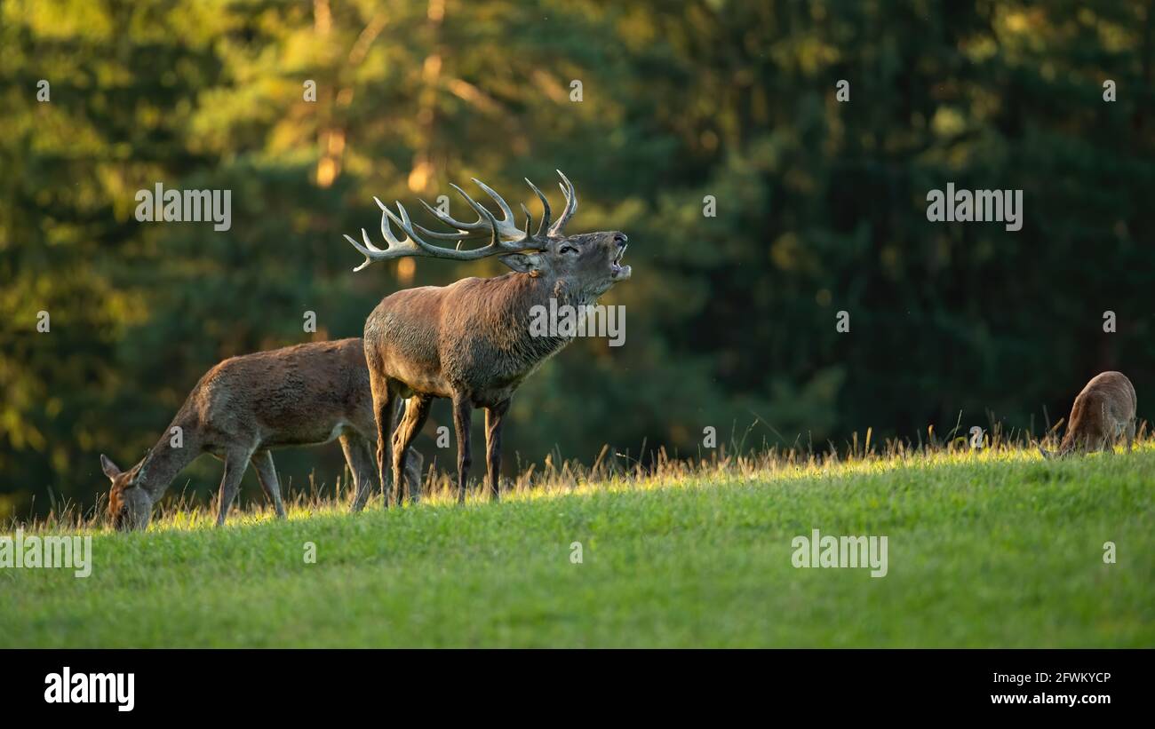 Majestic male of red deer roaring in front of herd during rutting season. Stock Photo
