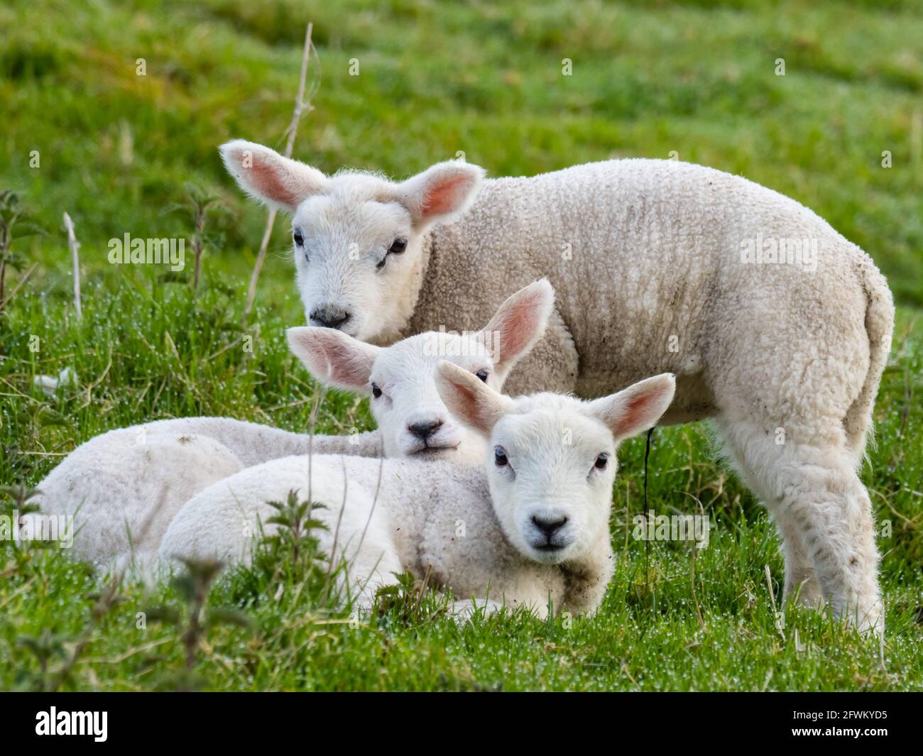 Three lambs (Ovis aries) in a close group. Stock Photo