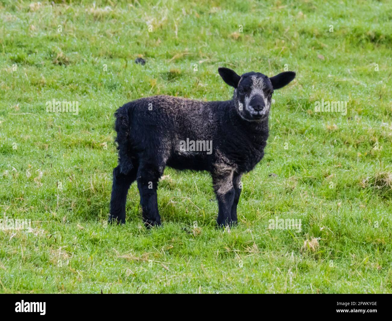 A single black lamb (Ovis aries) looking for its mother in the spring sunshine. Stock Photo