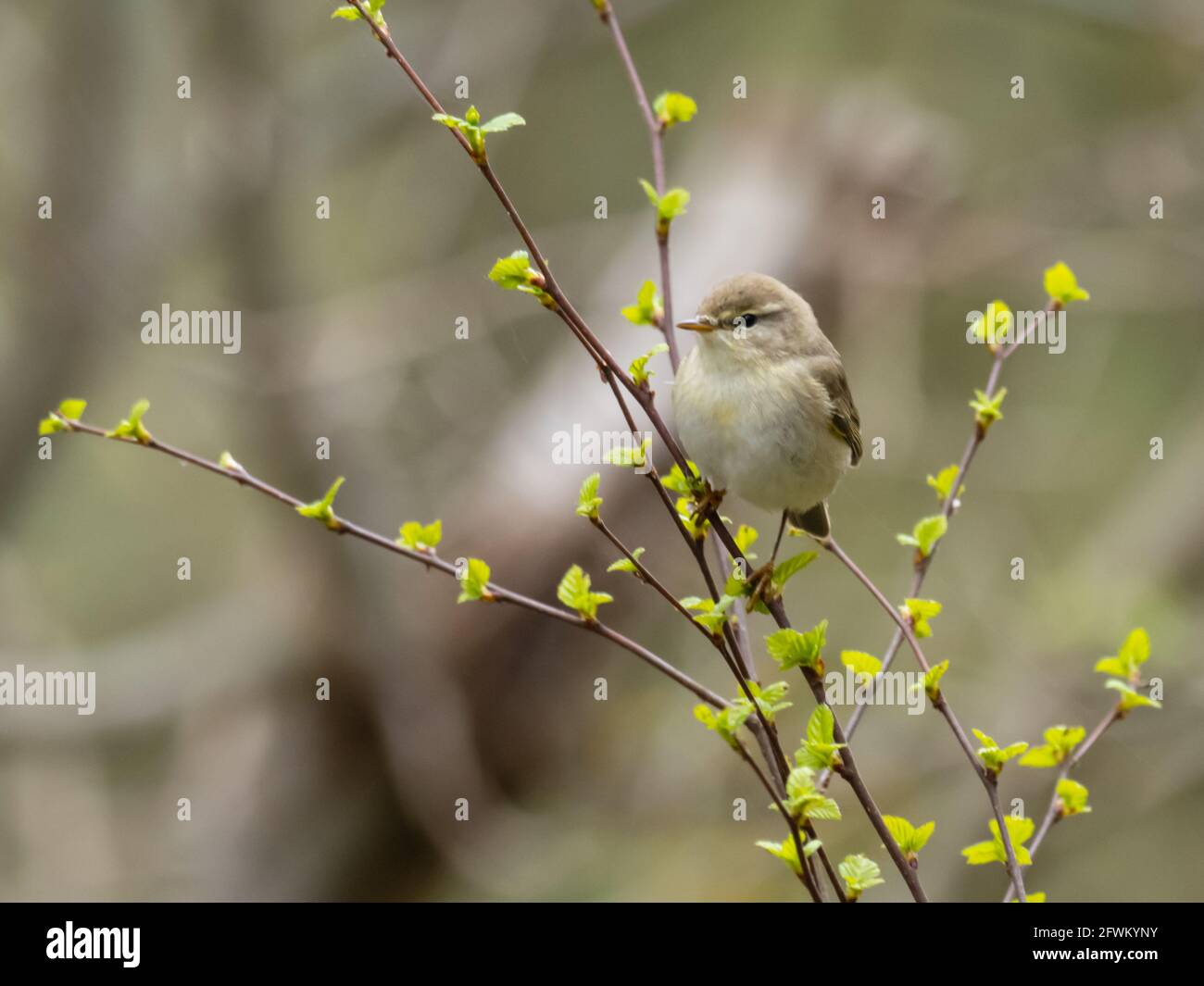 A Willow Warbler (Phylloscopus trochilus), perching in a bush. Stock Photo