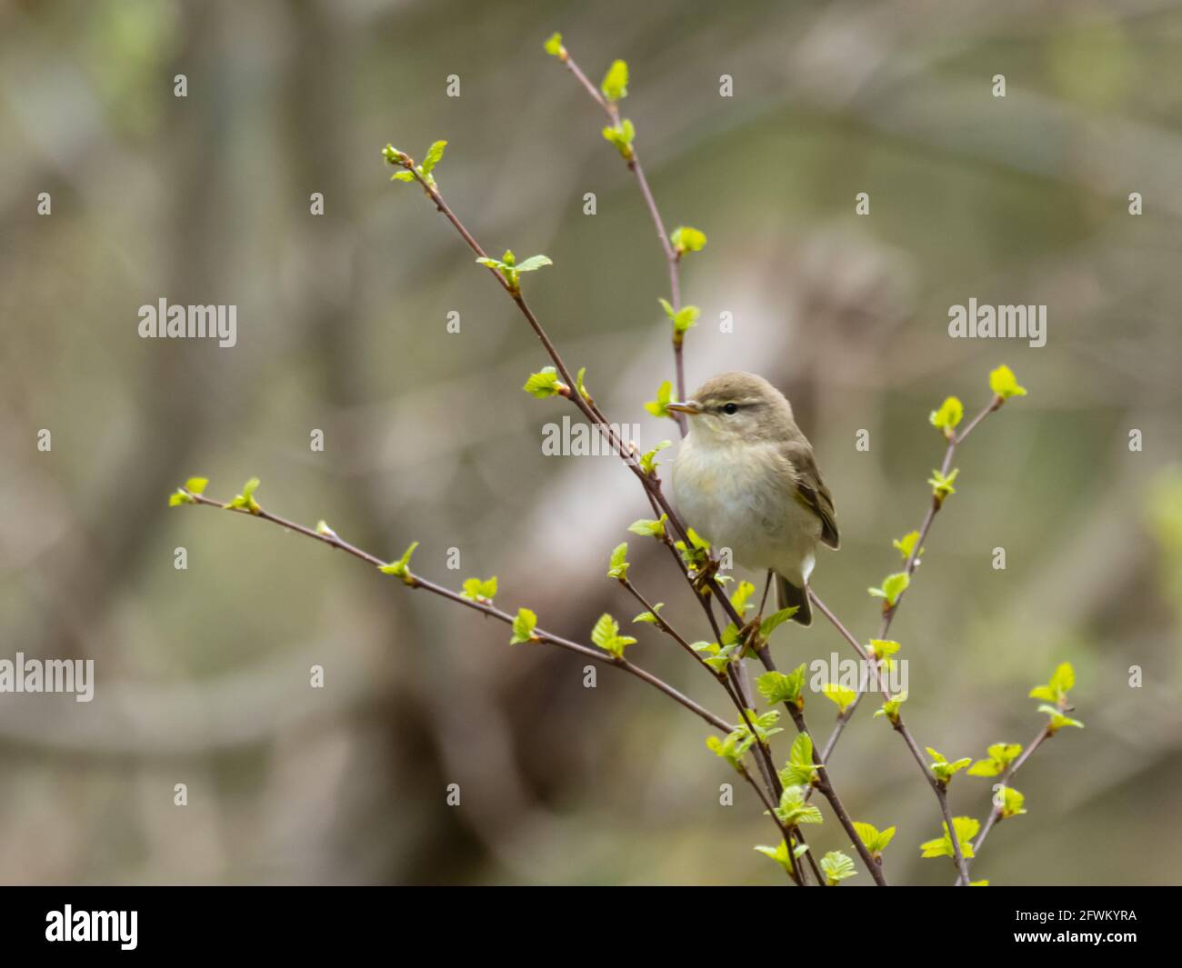 A Willow Warbler (Phylloscopus trochilus), perching in a bush. Stock Photo