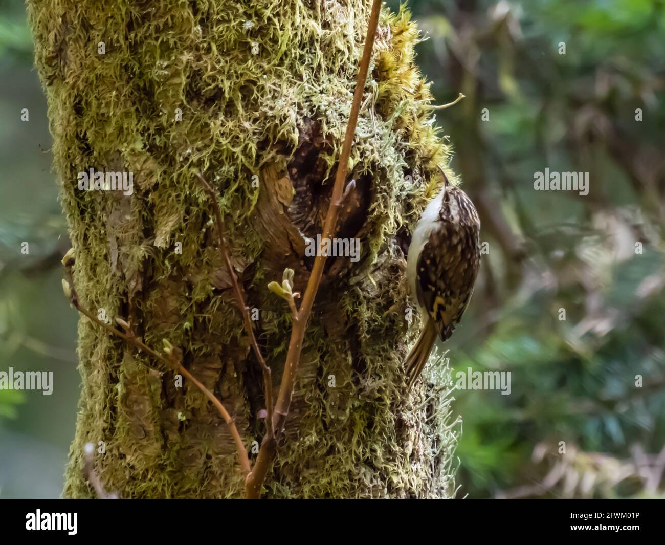 A Eurasian Treecreeper or Common Treecreeper (Certhia familiaris) working its way up a moss covered tree in Scotland. Stock Photo