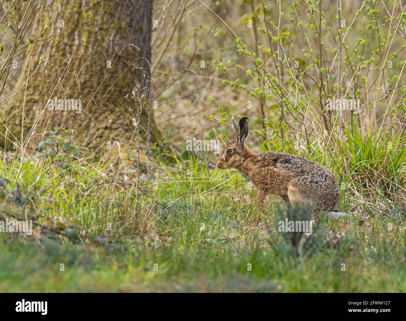 A  secretive wild Brown Hare  photographed in mixed woodland. Suffolk UK Stock Photo