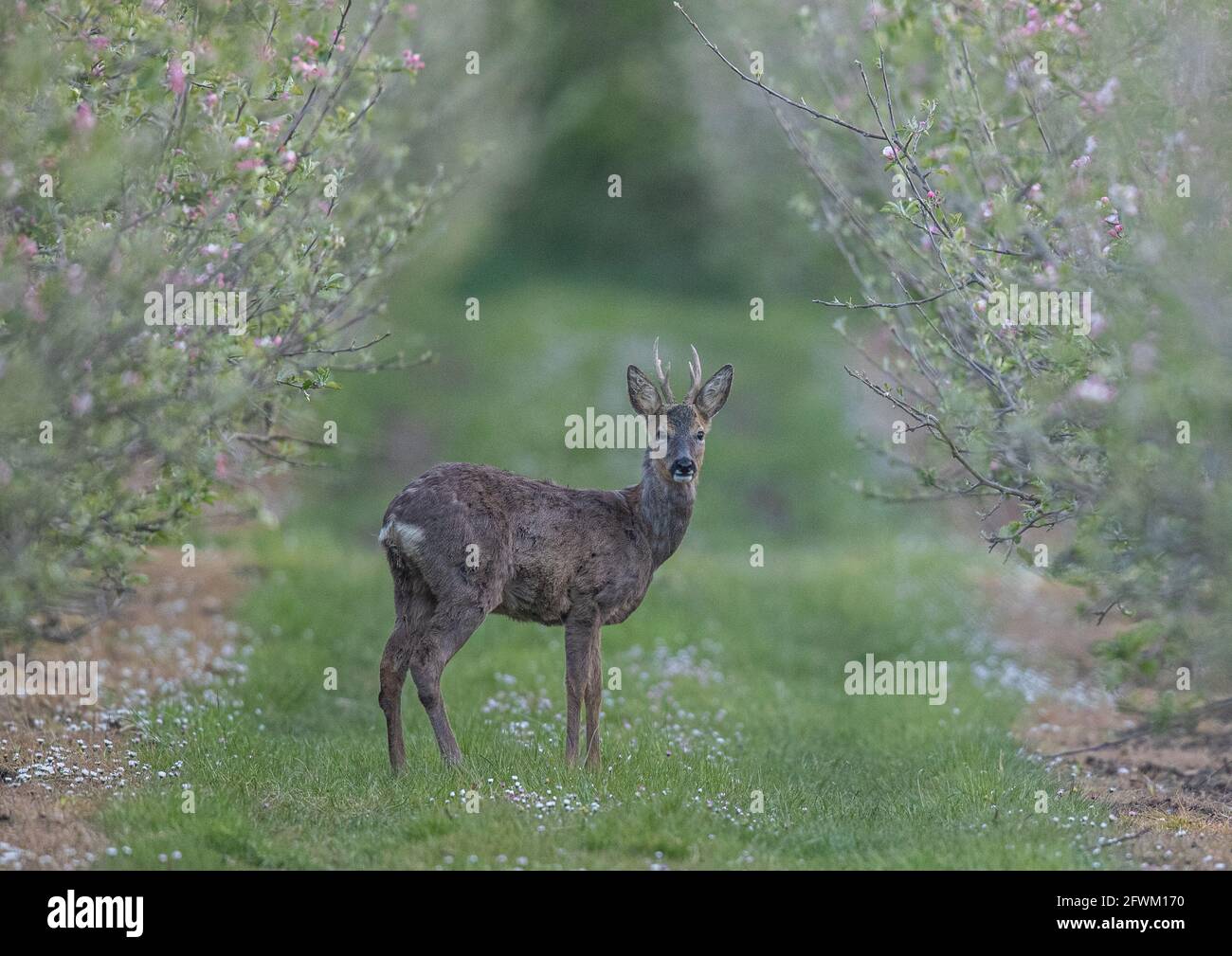 A male Roe Deer (Capreolus capreolus) standing in the Apple orchards of a Suffolk Farm . UK Stock Photo