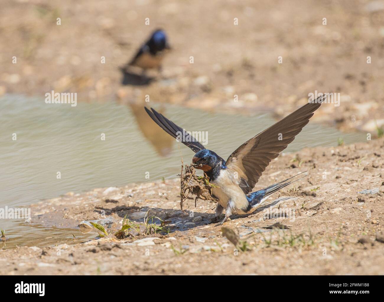 A  swallow (Hirundo rustica )  collecting mud  and nest material. Norfolk UK Stock Photo