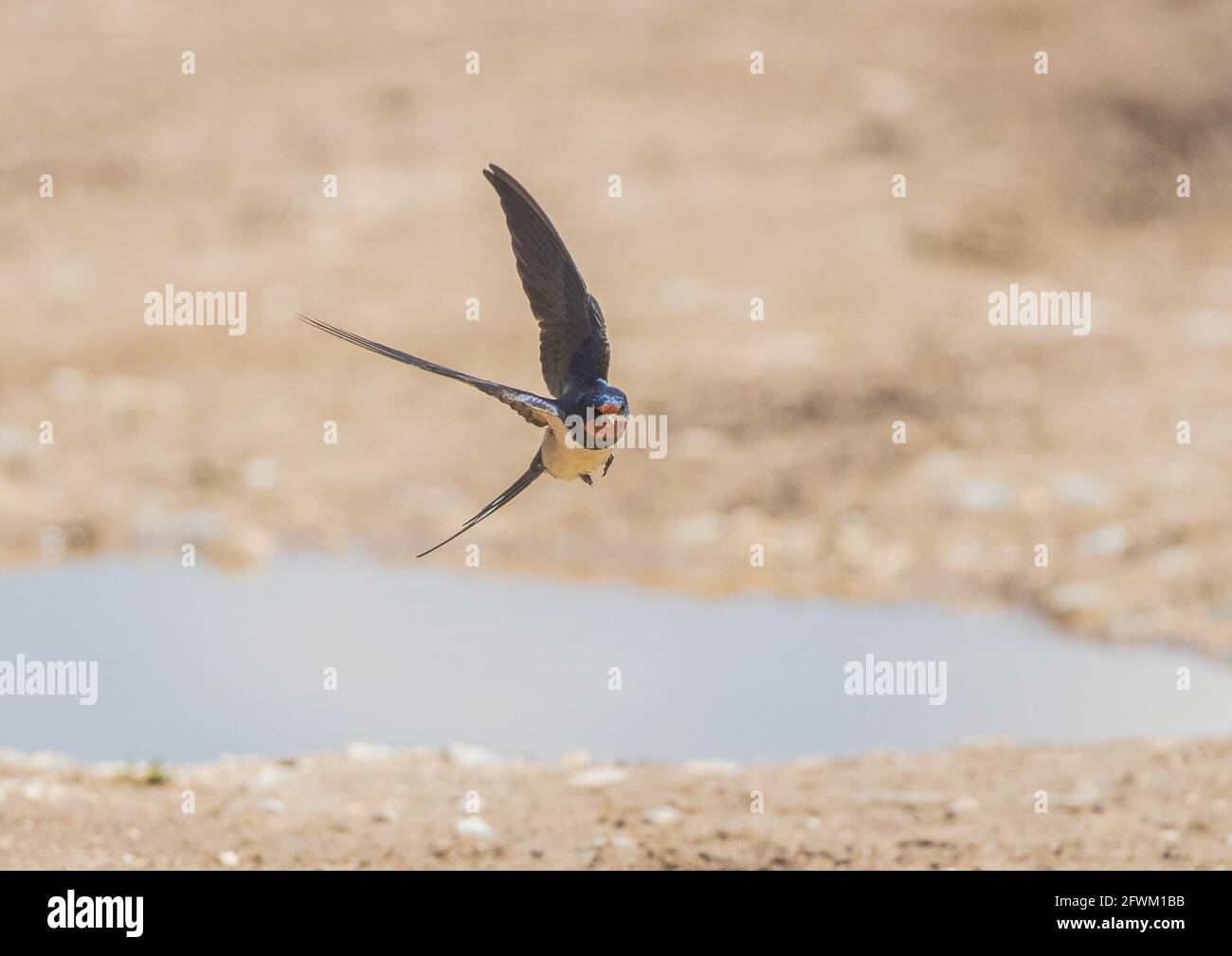 A swallow (Hirundo rustica ) on the wing collecting mud for nest building . Norfolk UK Stock Photo