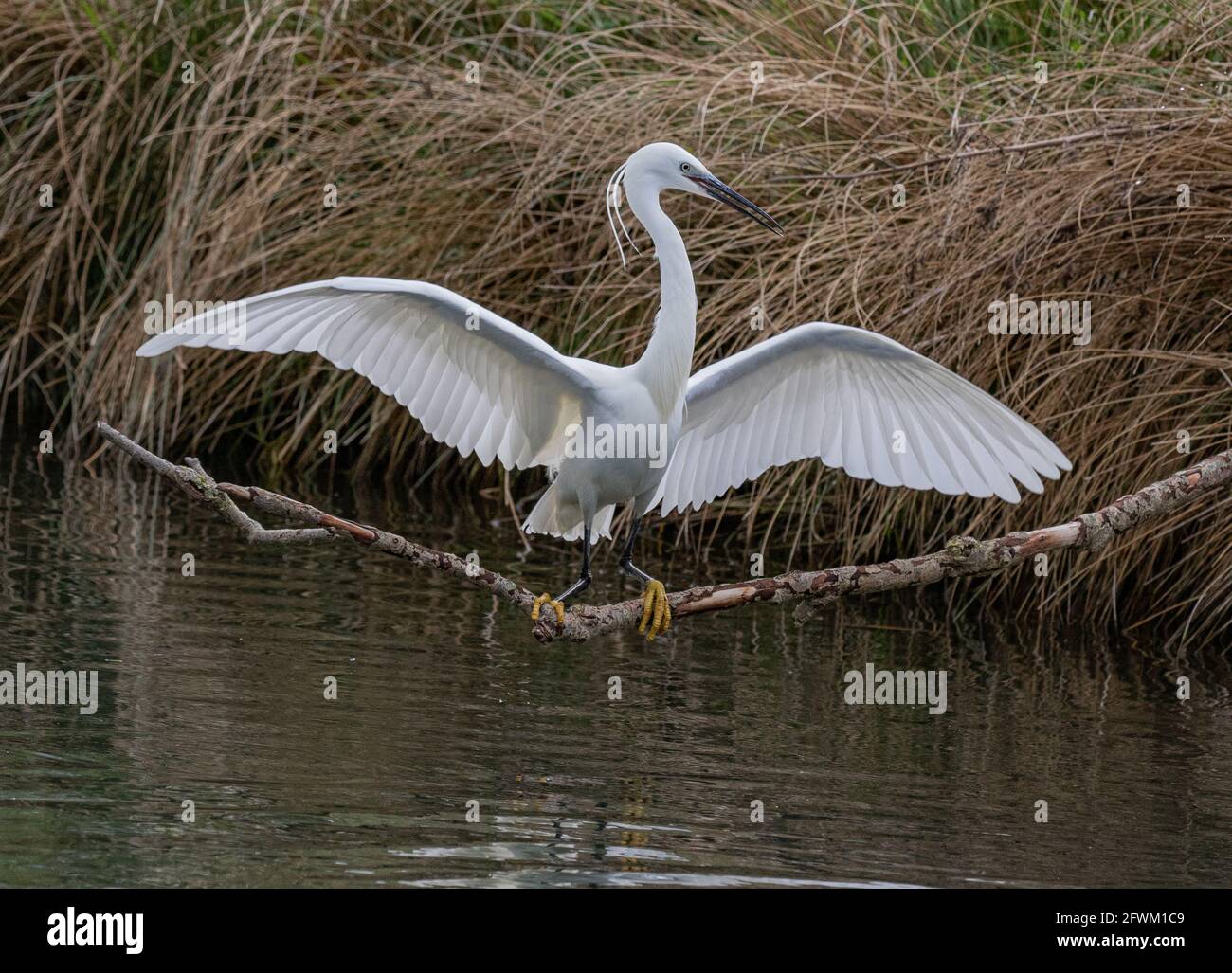 An elegant Little Egret ( Egretta garzetta) balancing on a branch with outstretched wings  over freshwater. UK Stock Photo