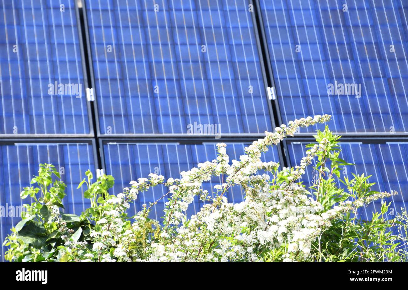 solar modules with blooming white flowers Stock Photo