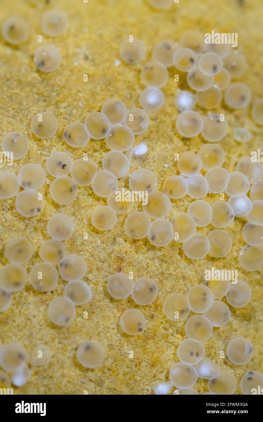 Roach fish eggs hires stock photography and images Alamy