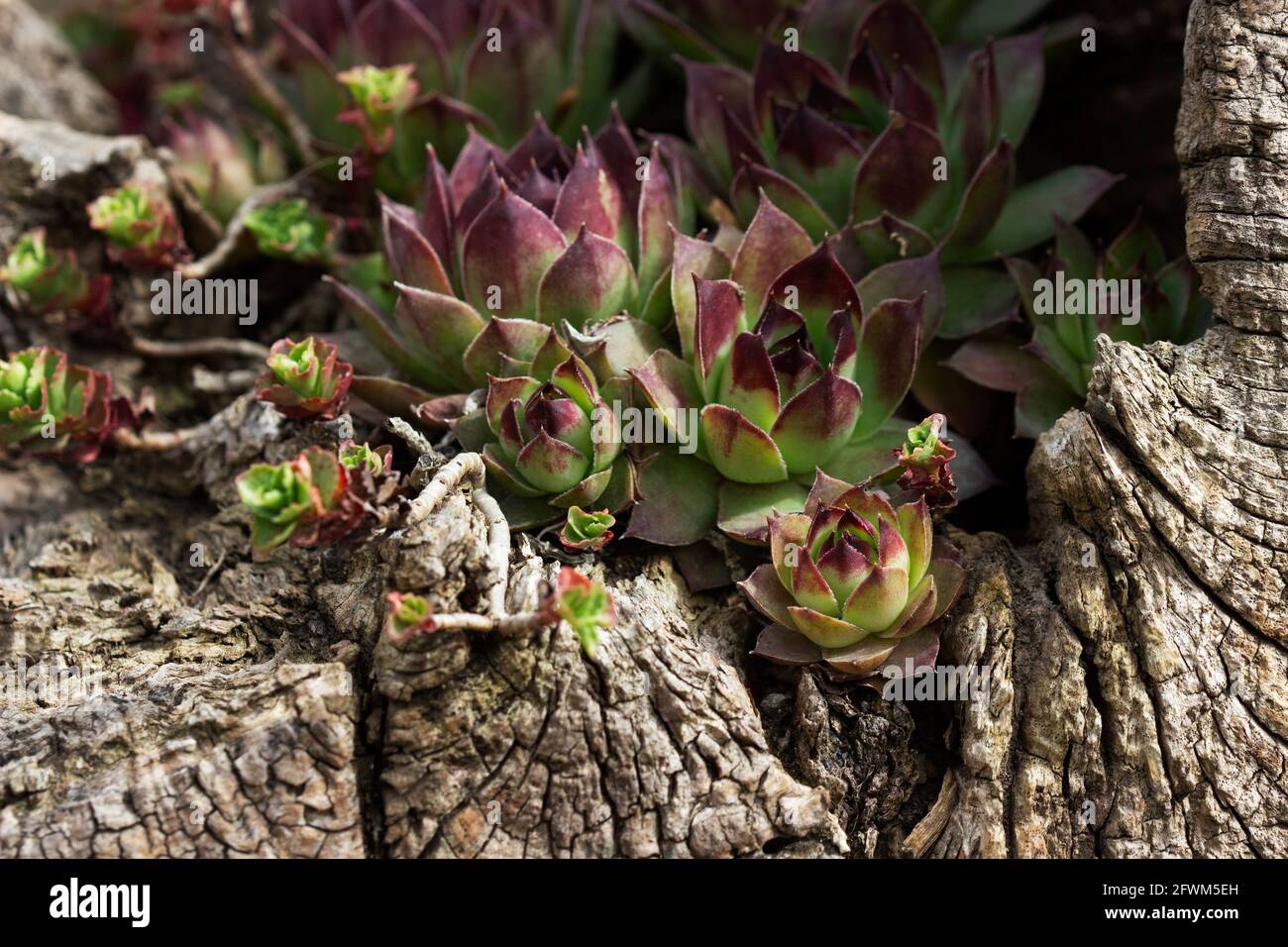 Succulents are planted in an old tree stump on a concrete site in the garden. Stock Photo
