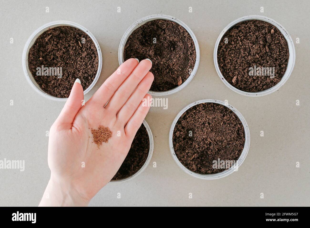 How to plant strawberries at home. Step by step, tutorial. Garden hobby