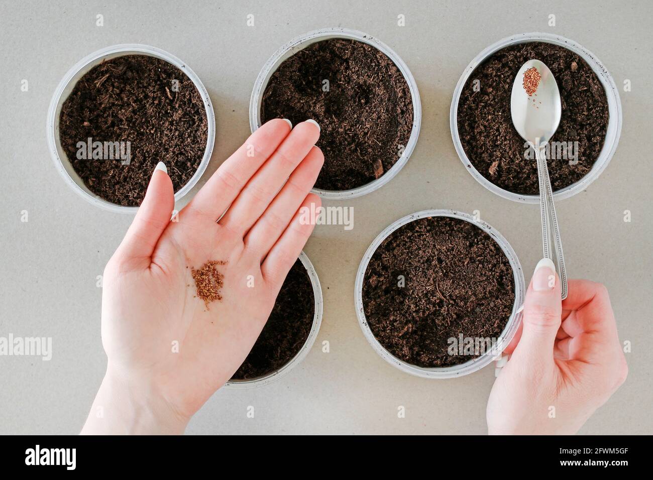 How to plant strawberries at home. Step by step, tutorial. Garden hobby