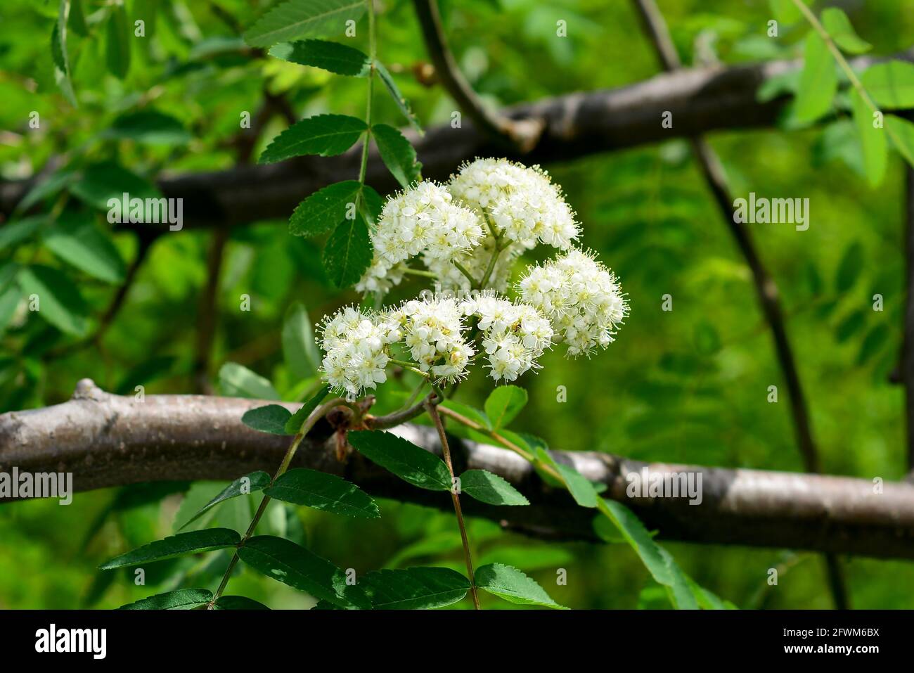 Rowan blossoms. Rowan flowers on a tree among green leaves Stock Photo ...