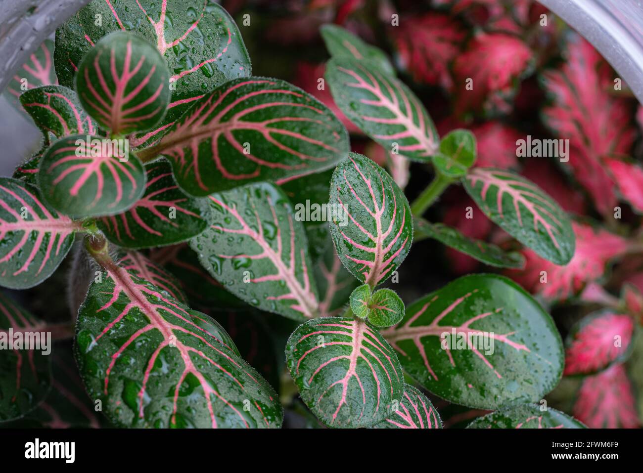 A close up for red and green Fittonia tropical plant Stock Photo