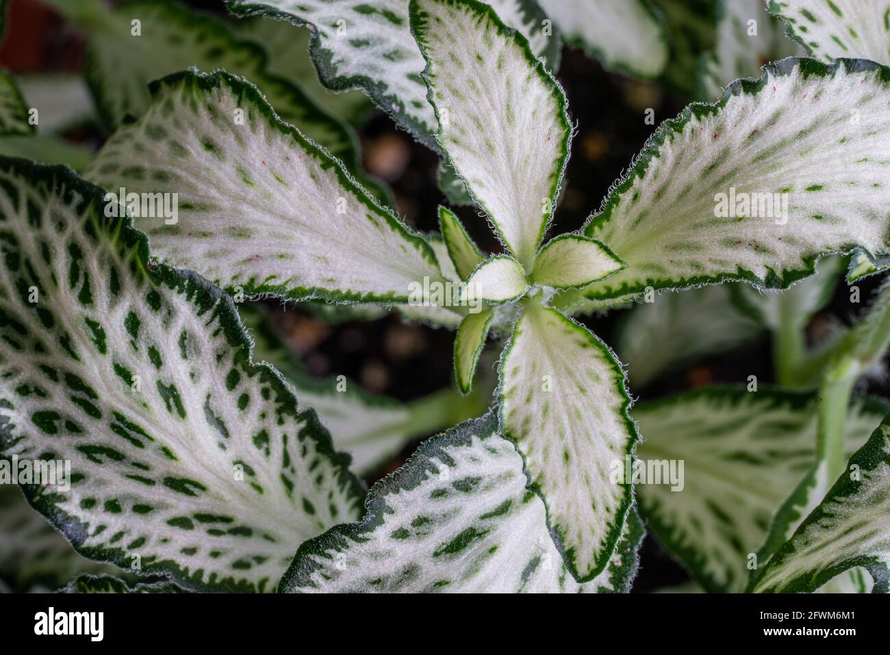 A close up for  green Fittonia leaves Stock Photo
