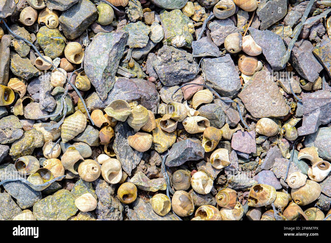 A large number of of periwinkles on a rocky beach. Some of the periwinkles have a small amount of algae. Sunny day. Closeup view. Stock Photo
