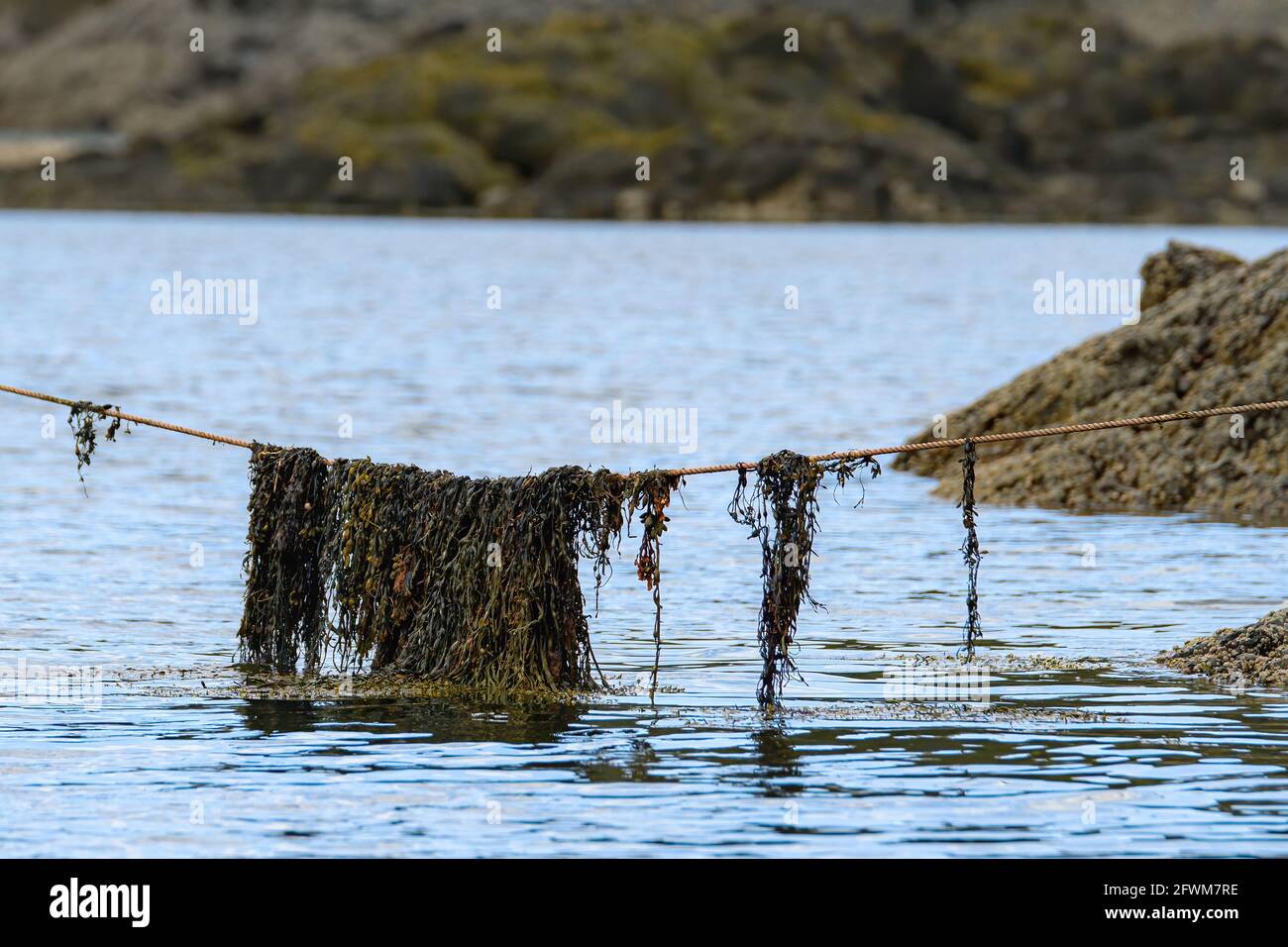 A clump of seaweed hangs from a rope over the ocean near the shore. The lower part of the seaweed hangs in the water. Shallow depth of field. Stock Photo