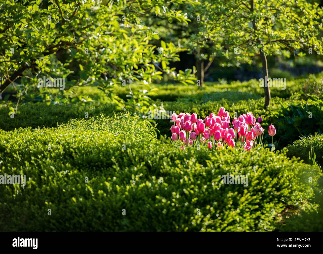 pink tulips in the idyllic garden, evening light, magic Stock Photo