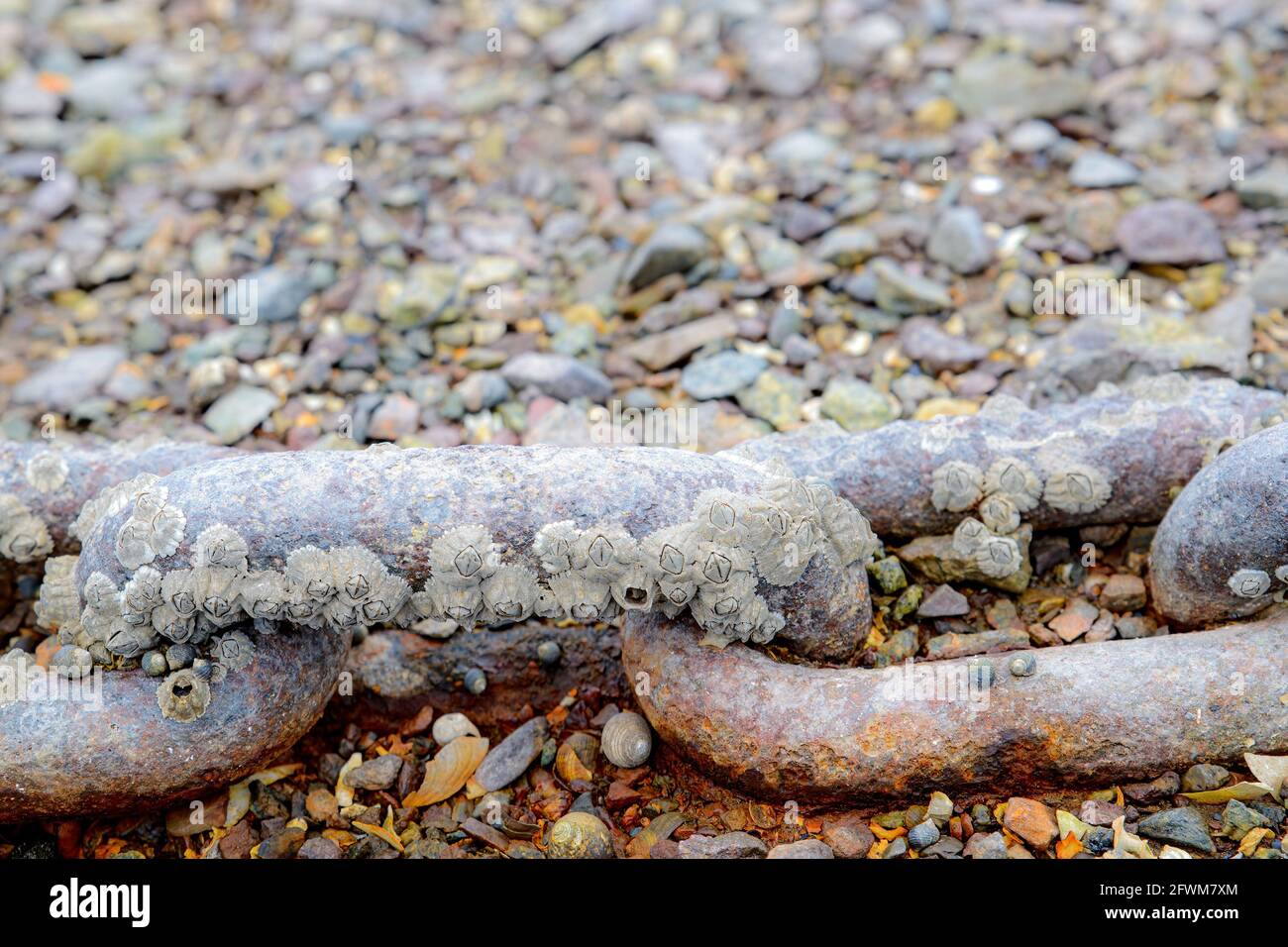 An old rusty anchor chain encrusted with barnacles. The chain lies on a rocky beach. Very close view with two links and two part links visible. Stock Photo