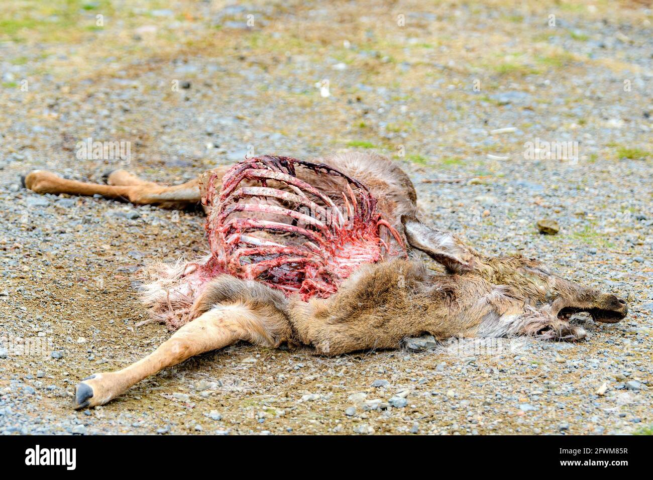 A dead deer carcass lying on an old gravel road. Much of the deer has been eaten, and the ribs are visible. Neck twisted at an angle. Stock Photo