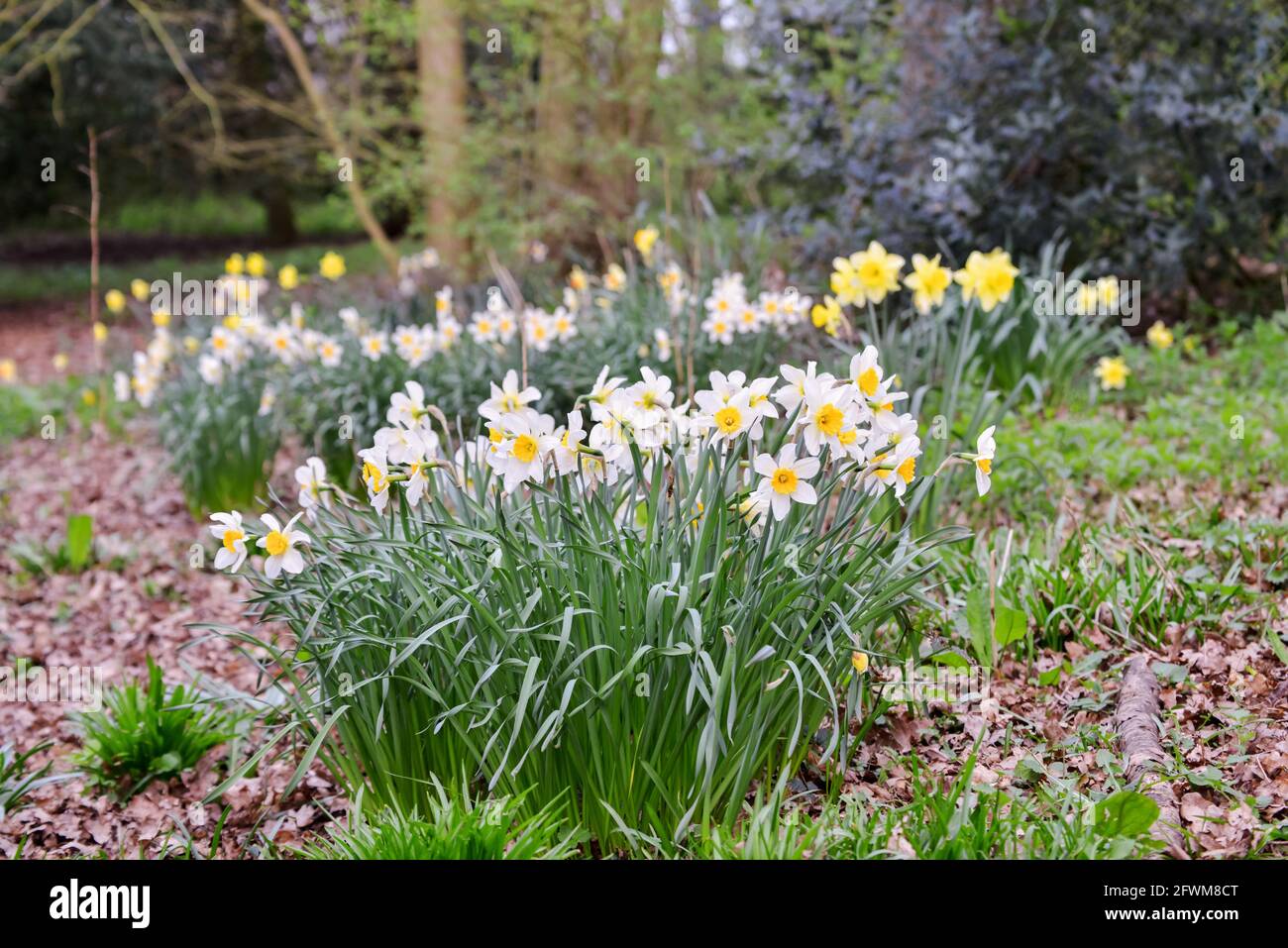 Daffodils  flowers in woodland Stock Photo