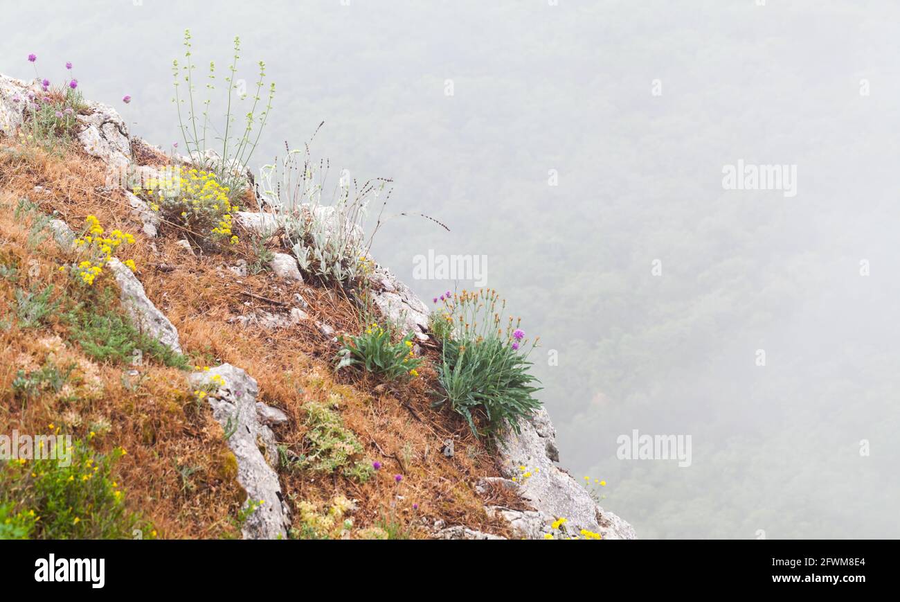 Mountain Crimean landscape with flowers growing on rocks on a foggy summer day. Crimea peninsula, Black Sea coast Stock Photo