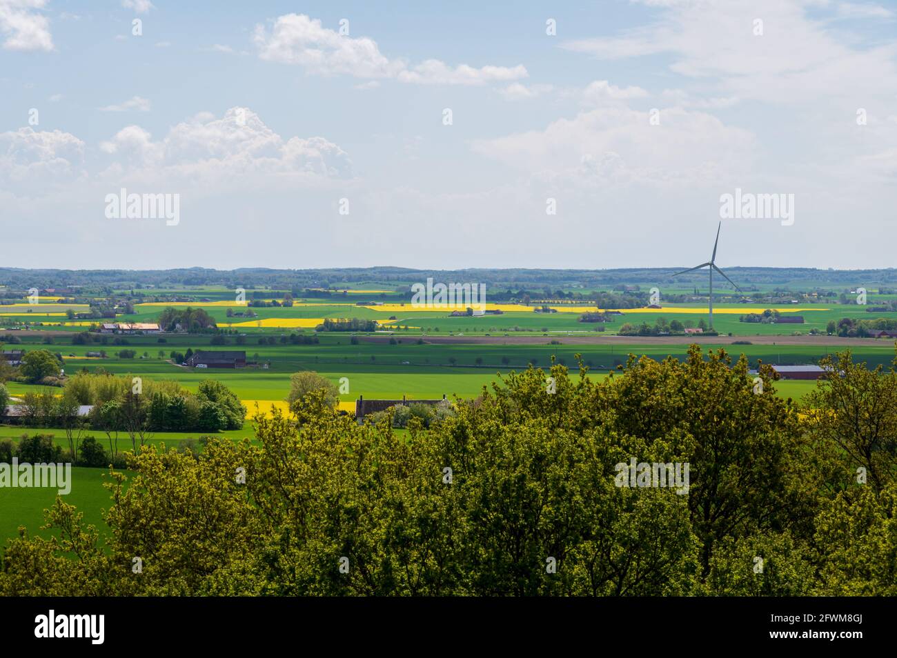 Farm fields of green and yellow canola in the flat farmland landscape of Skåne Sweden during spring and summer Stock Photo