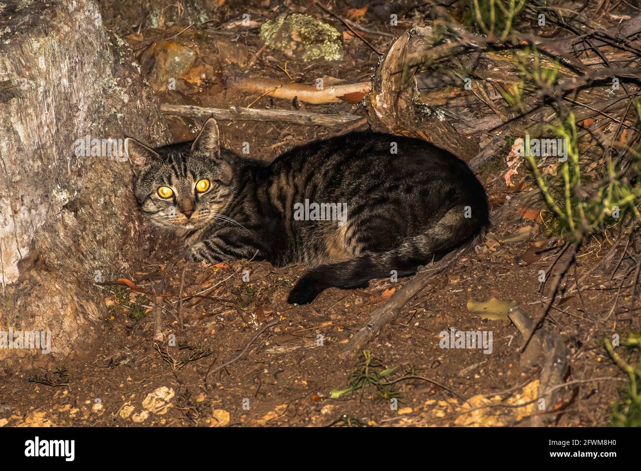 Feral Cat In Brisbane Ranges NP, Australia Stock Photo