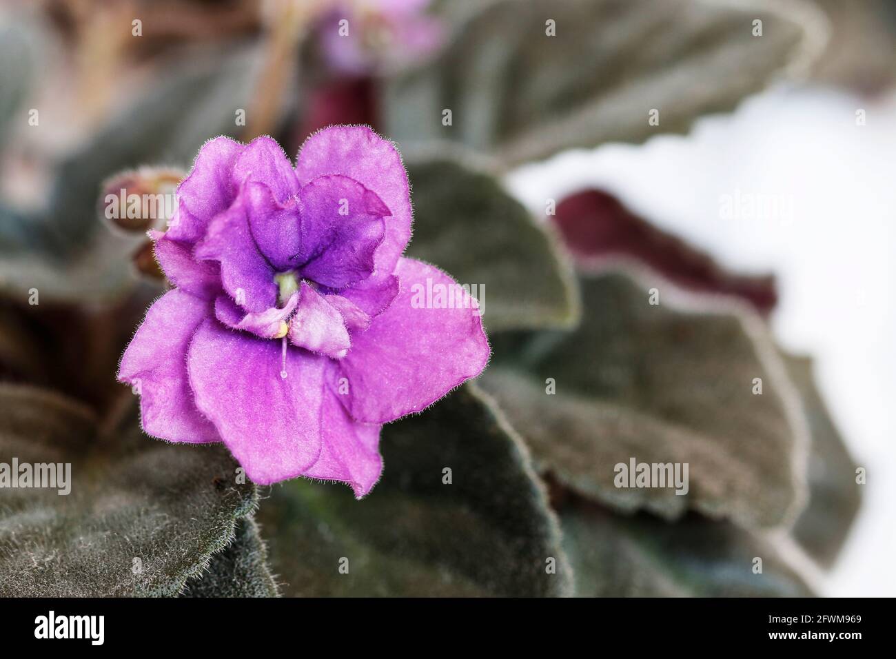 African violet (saintpaulia ionantha) flowers. Garden hobby Stock Photo