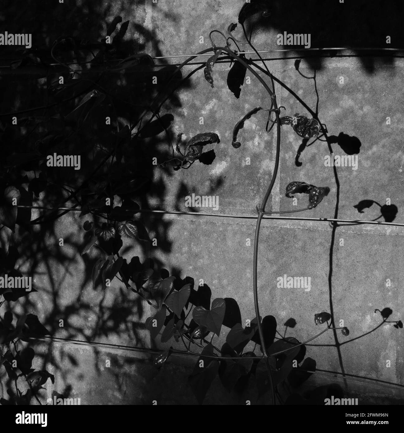 Clematis garden wall Black and White Stock Photos & Images - Alamy