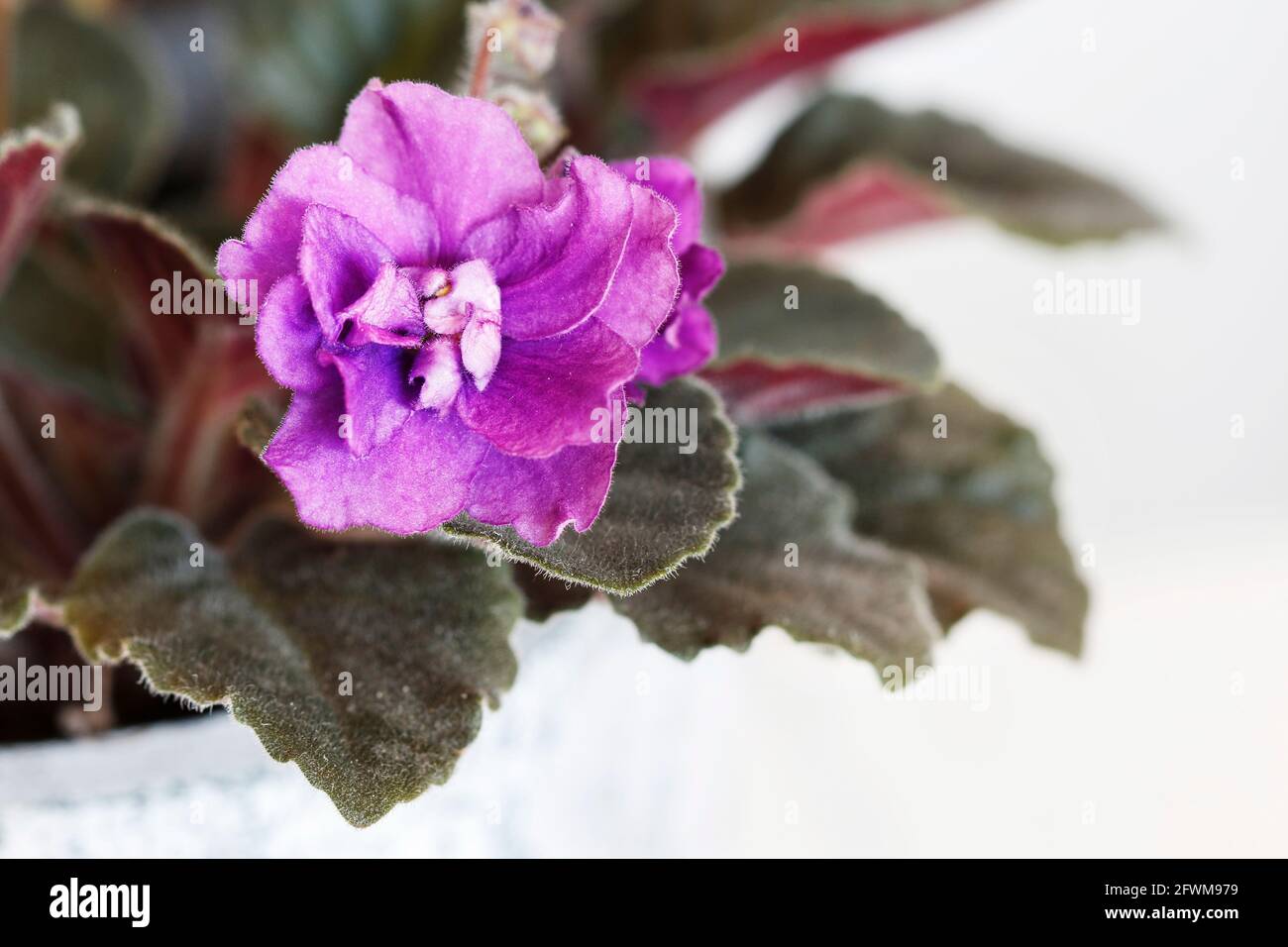 African violet (saintpaulia ionantha) flowers. Garden hobby Stock Photo