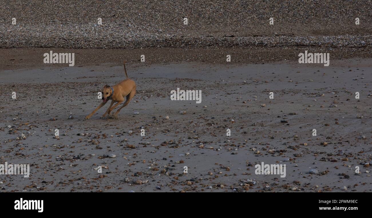 Dog running on the beach UK. Stock Photo