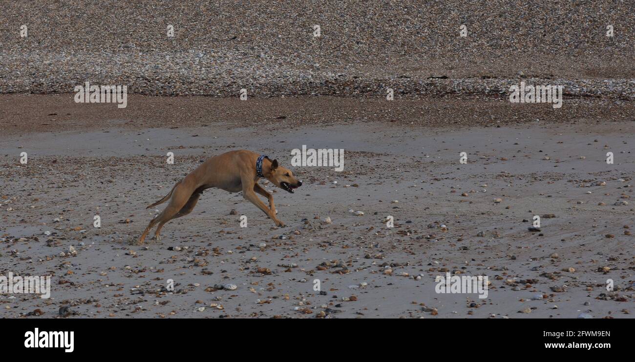 Dog running on the beach UK. Stock Photo