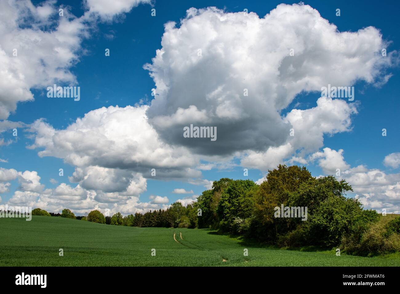 Group of trees on grassland Stock Photo