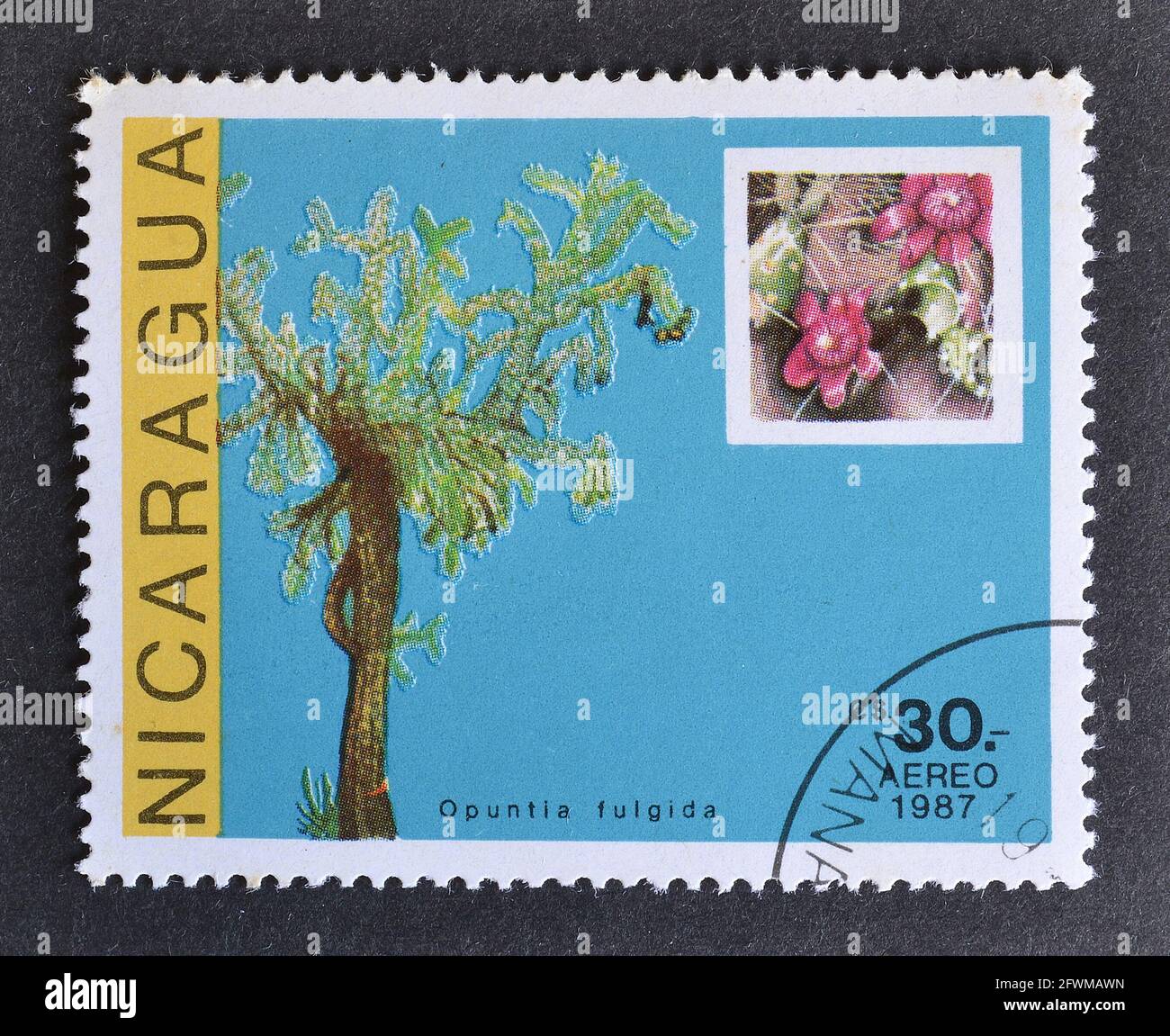 Cancelled postage stamp printed by Nicaragua, that shows Opuntia Fulgida cactus, circa 1987. Stock Photo
