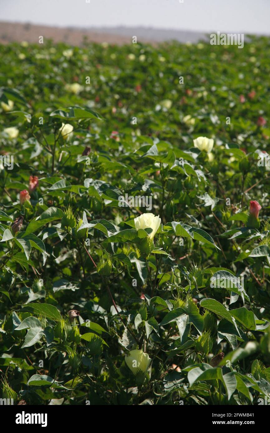 Blossoming plants in a cotton field in the Shephelah Hills, Lowlands or Judean Foothills near Latrun and Sha'ar Hagai, Israel. Stock Photo