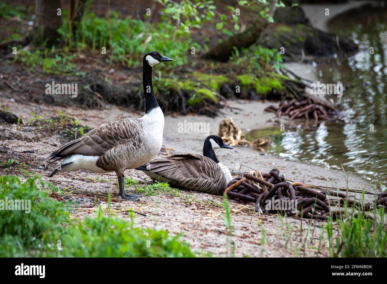 Canada geese (Branta canadensis) by the waterfront in Helsinki, Finland  Stock Photo - Alamy