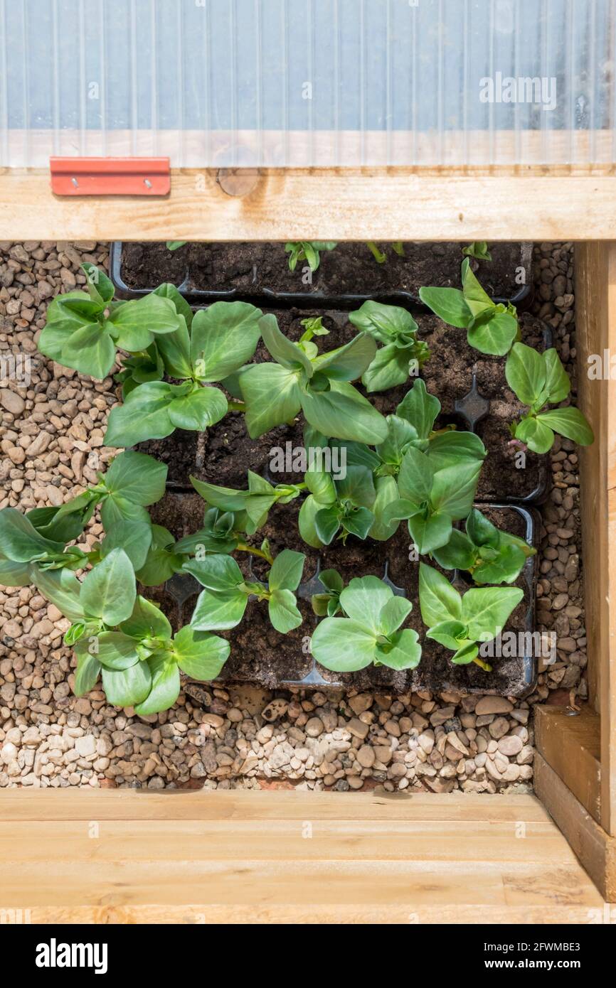 Broad bean plants hardening off in a cold frame before planting out. Stock Photo