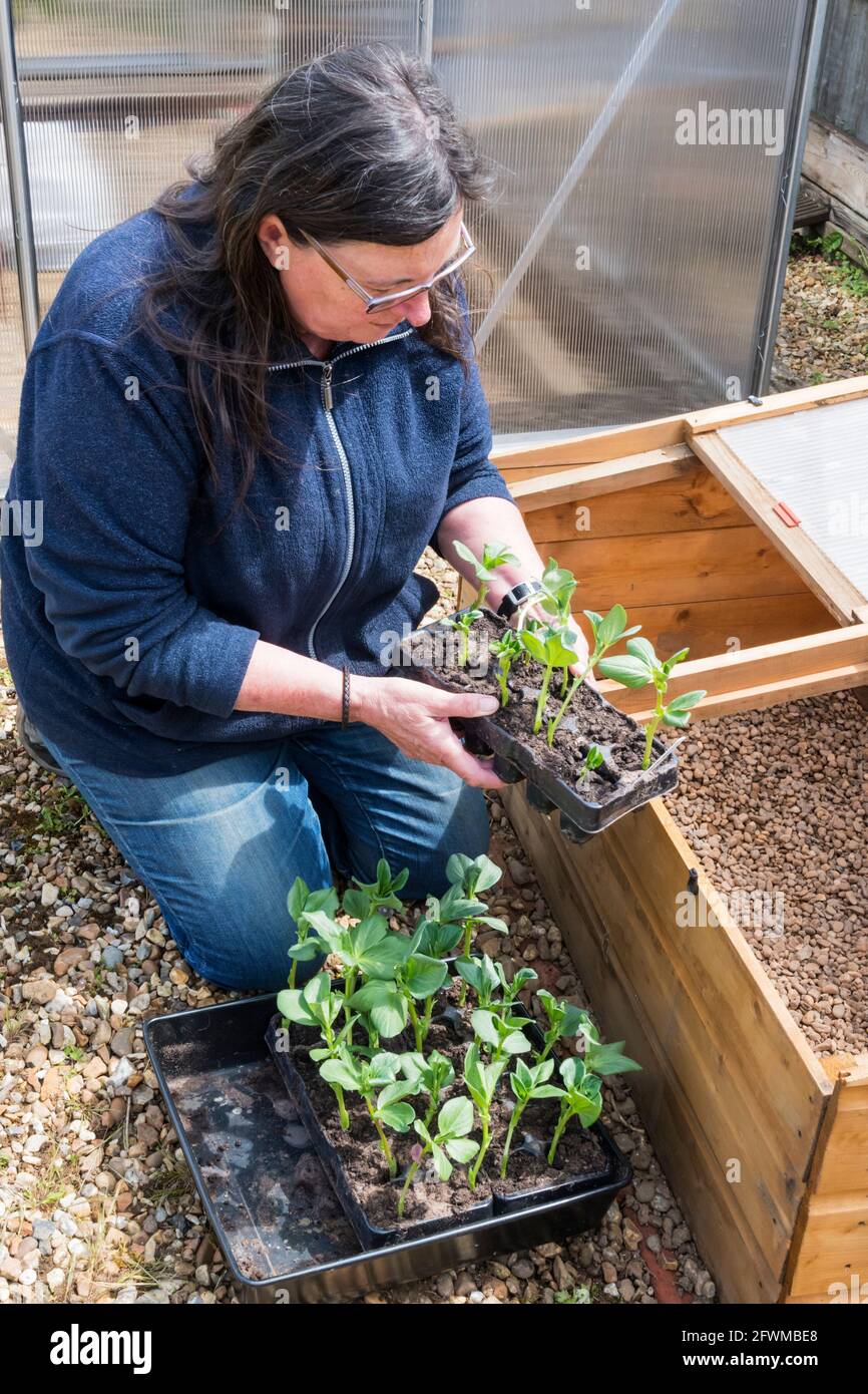 Woman moving broad bean plants into cold frame to harden off before planting out. Stock Photo