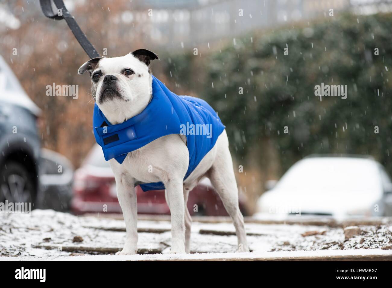 A small dog wears a winter coat to keep him warm during a snowfall. Stock Photo