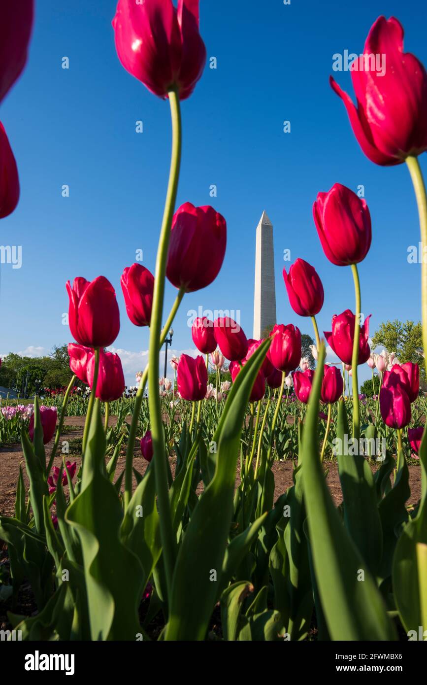 The Washington Monument rises up behind colorful tulips at the Floral Library, which is run by the National Park Service on the National Mall. Stock Photo