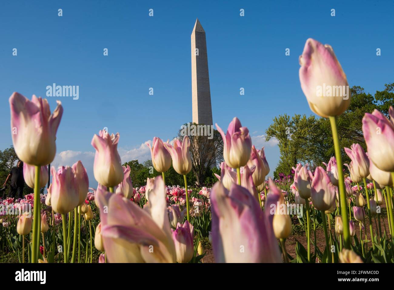 The Washington Monument rises up behind colorful tulips at the Floral Library, which is run by the National Park Service on the National Mall. Stock Photo