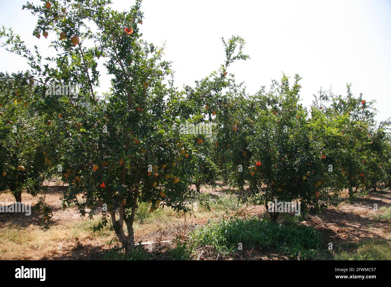 Orchard of Pomegranate Trees with ripe fruit on them in the Shephelah Hills, Lowlands or Judean Foothills near Sha'ar Hagai and Latrun. Israel. Stock Photo
